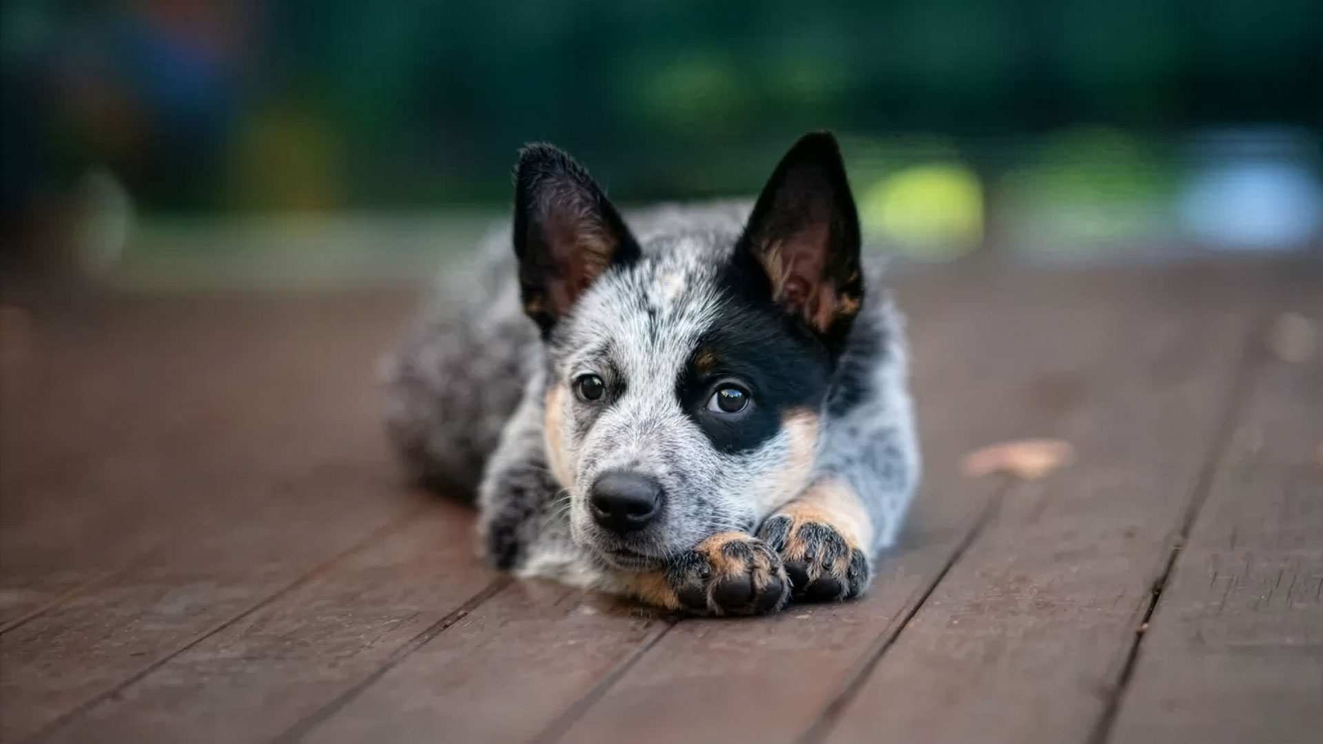 A blue heeler looks at the camera with a relaxed face, laying down on a wooden deck with its head resting on its paws.