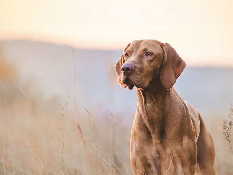 A Hungarian Vizla dog sitting tall in the middle of a wheat field and looking from a distance.